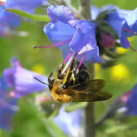 Lady Lavender By Interhome * Mrkopalj