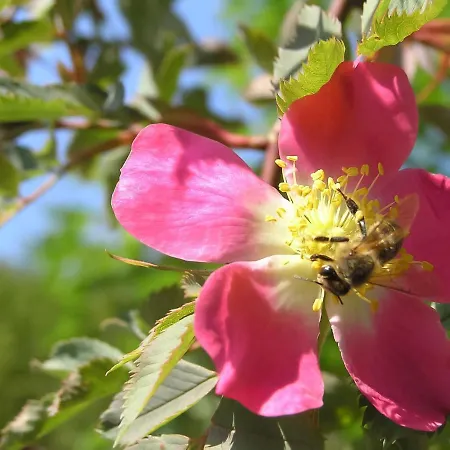 Case de vacanță Lady Lavender By Interhome