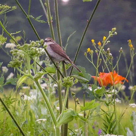 Lady Lavender By Interhome Mrkopalj